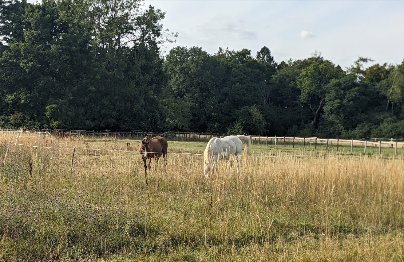 horses